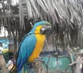 Blue-and-yellow Macaw - Parque de las Leyendas