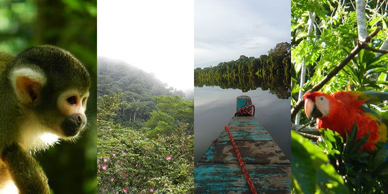 Amazon rainforest of Peru