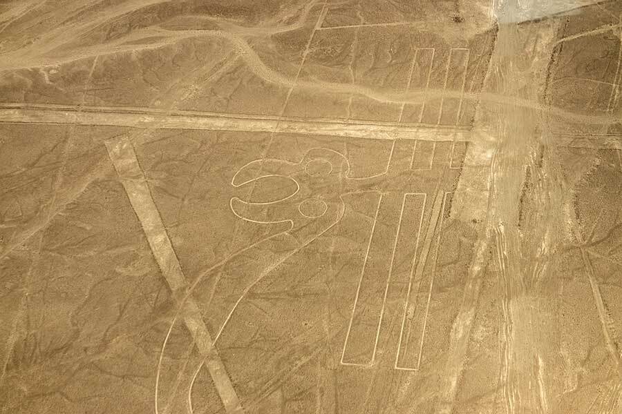 nazca lines peru the parrot