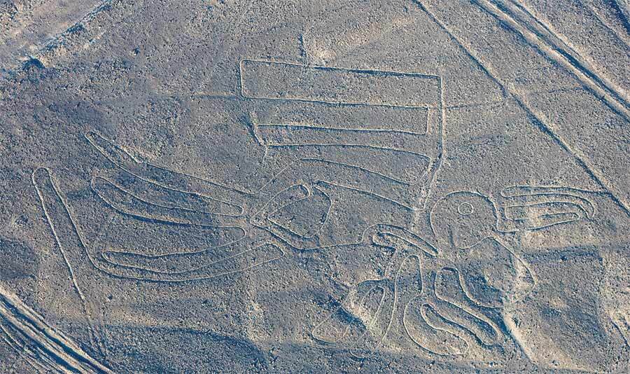 nazca lines peru the pelican