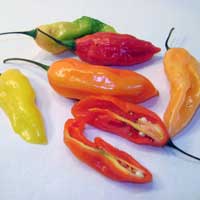 Peruvian Aji - Chili Peppers