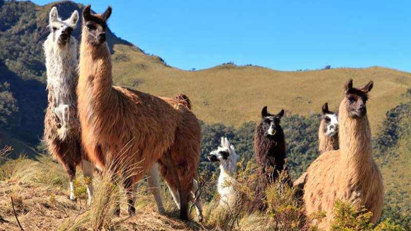 national-alpaca-day-celebration-peru