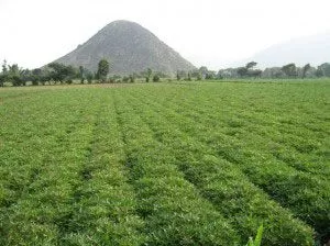 pachacamac4