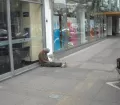 Begging in San Isidro