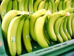 Organic Peruvian Bananas