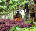 Grapes from Peru