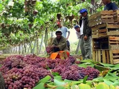 Grapes from Peru