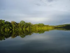 Peruvian Amazon Basin near Tambopata