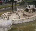 Huachipa Zoo