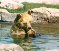 Brown Bear - Parque de las Leyendas