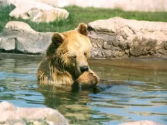 Brown Bear - Parque de las Leyendas