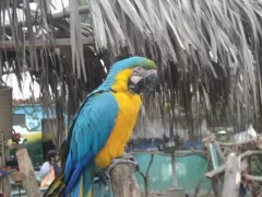 Blue-and-yellow Macaw - Parque de las Leyendas