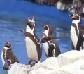 Humboldt Pinguins - Parque de las Leyendas