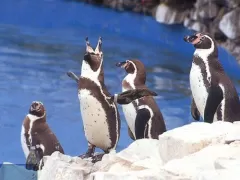 Humboldt Pinguins - Parque de las Leyendas