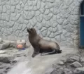 Sea Lion - Parque de las Leyendas