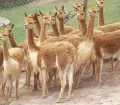 Vicuñas - Parque de las Leyendas