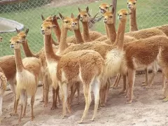 Vicuñas - Parque de las Leyendas