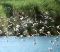 Natural Reserve Pantanos de Villa in Chorrillos