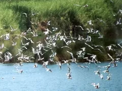 Natural Reserve Pantanos de Villa in Chorrillos