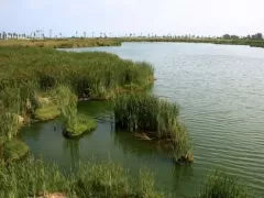 Natural Reserve Pantanos de Villa in Chorrillos