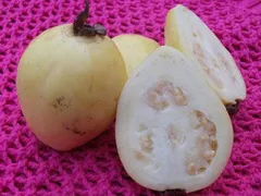 Guava