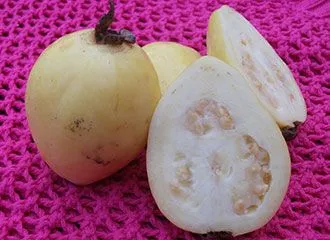 Guava Guava