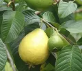 Guava