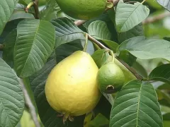 Guava