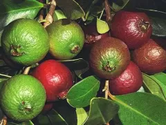 Guava