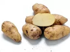 Papa Blanca - White Potato