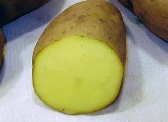 Papa Huamantanga - Juito Rojo