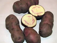 Papa Nativa - Native Potato