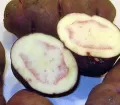 Papa Nativa - Native Potato
