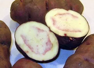 Papa Nativa - Native Potato