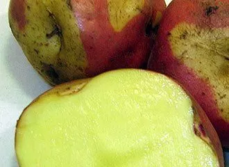 Papa Peruanita