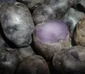 Papa Púrpura - Purple Potato