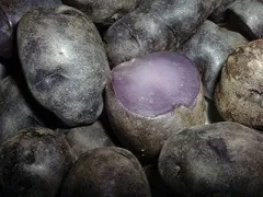 Papa Púrpura - Purple Potato