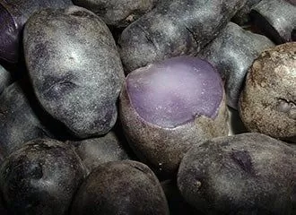 Papa Púrpura - Purple Potato