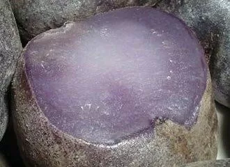 Papa Púrpura - Purple Potato