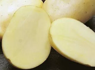 Papa Tomasa