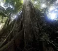 A giant tree in the Manu National Park in Peru