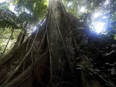 A giant tree in the Manu National Park in Peru