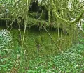 Gran Pajaten Peru, overgrown structures