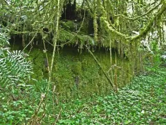 Gran Pajaten Peru, overgrown structures