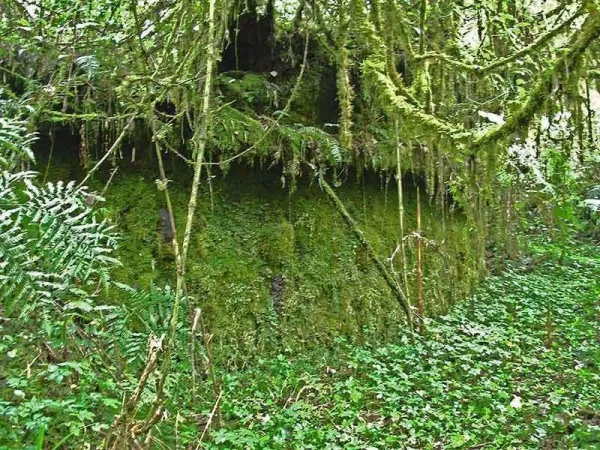 Gran Pajaten Peru, overgrown structures Gran Pajaten Peru, overgrown structures