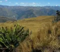 Grassland in the Andean highland of Manu National Park, Peru