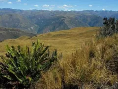 Grassland in the Andean highland of Manu National Park, Peru