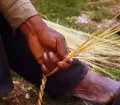 Traditional rebuilding of the Q’eswachaka Bridge