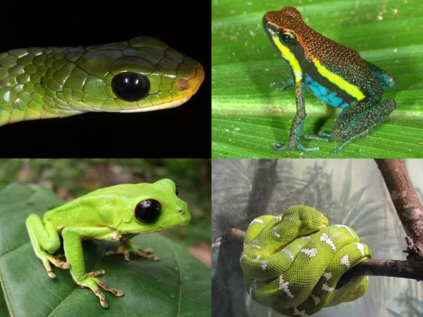 The Manu National Park as well is the natural area in the world with the largest biodiversity of amphibians and reptiles.