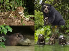 The Manu National Park in Peru is home to the greatest diversity of terrestrial vertebrates in the world.